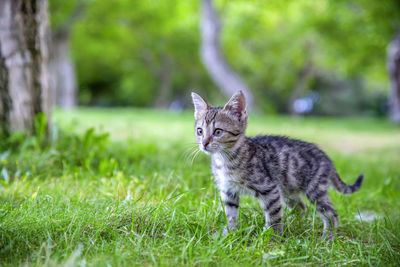 Portrait of a cat on field