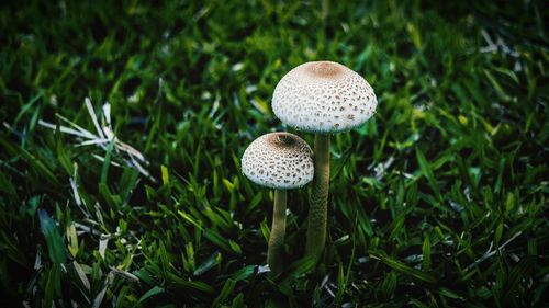 Close-up of mushroom growing on grassy field