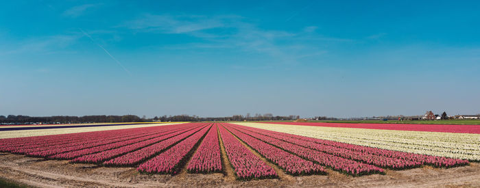 Scenic view of agricultural field against blue sky