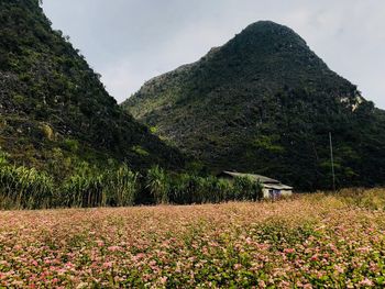 Scenic view of field against mountains