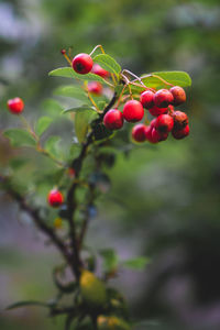 Close-up of red berries growing on tree