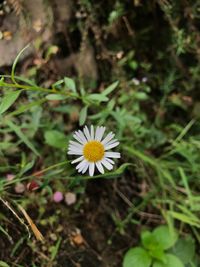 Close-up of white flower blooming outdoors