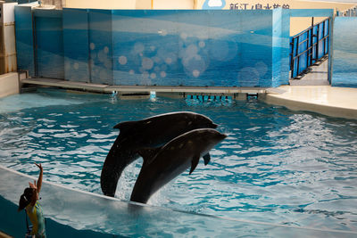 View of an animal swimming in pool