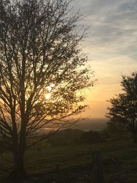 Trees on field against sky during sunset