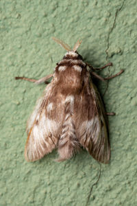 Close-up of butterfly on wall