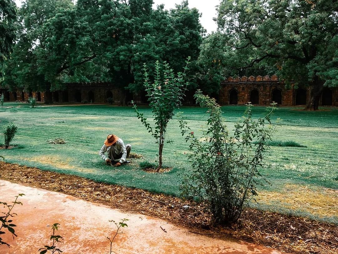 plant, tree, animal themes, animal, vertebrate, day, mammal, nature, green color, one animal, sitting, animals in the wild, growth, no people, architecture, animal wildlife, grass, built structure, outdoors, water