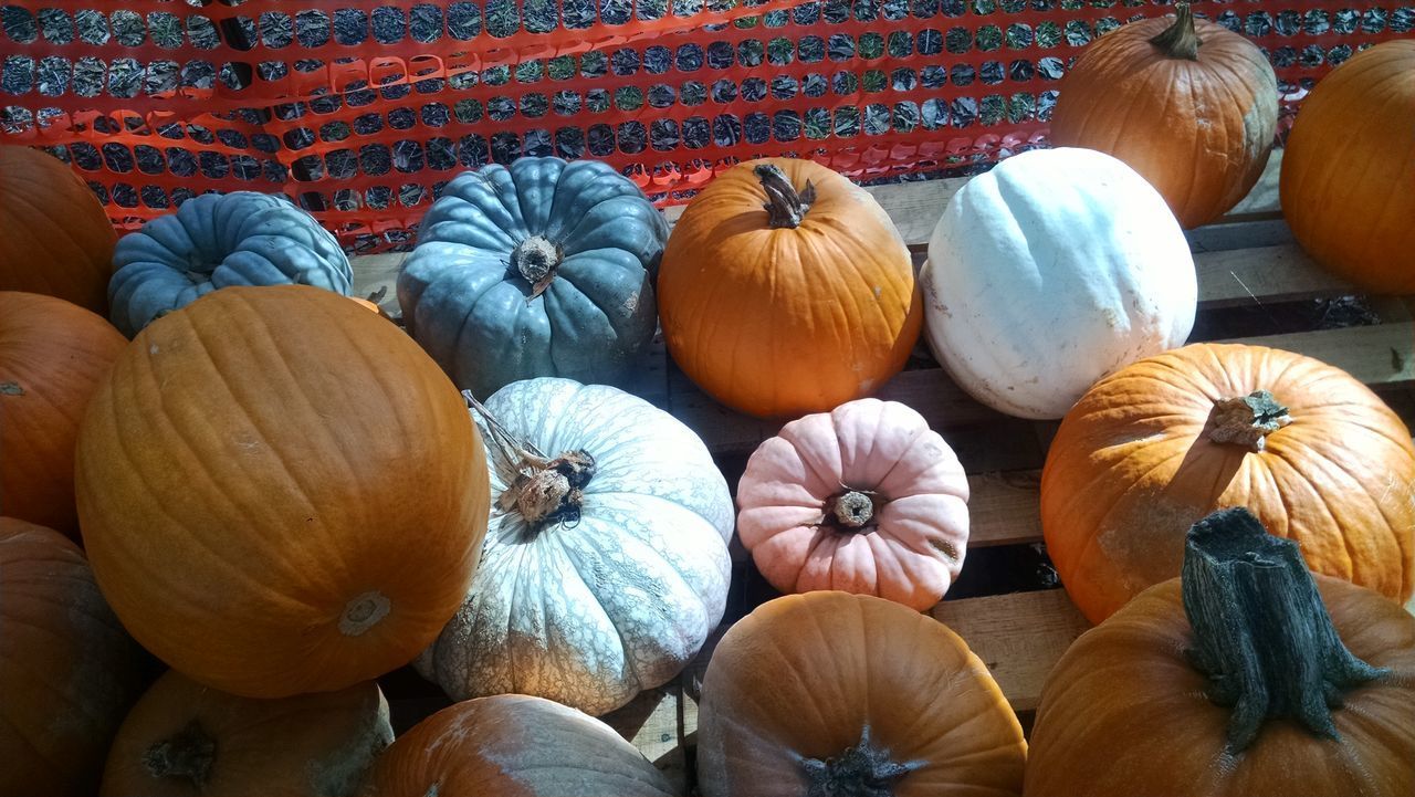 CLOSE-UP OF PUMPKINS IN TRADITIONAL CLOTHING