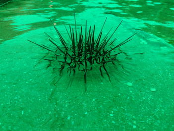 Close-up of jellyfish in water