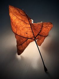 Close-up of dry leaf on plant