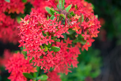 Close-up of red flowering plants