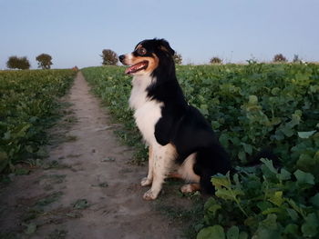 Dog sitting in a field