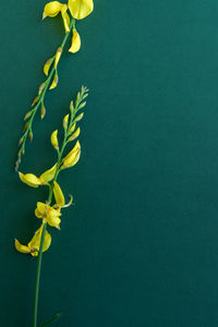 Close-up of yellow flowering plant against green background