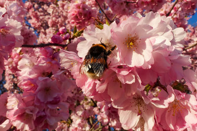 Close-up of bee pollinating on pink flower