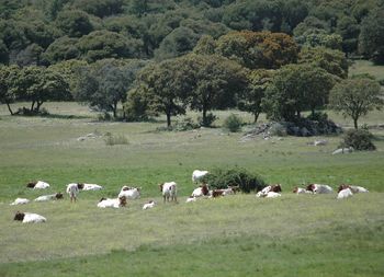 Scenic view of grassy field against sky