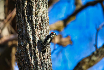 Close-up of a bird on tree trunk