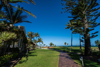 Palm trees on field against clear blue sky