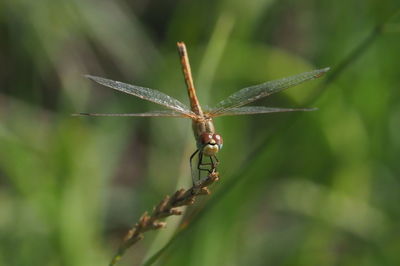 Close-up of insect