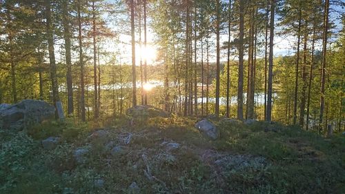 Trees in forest