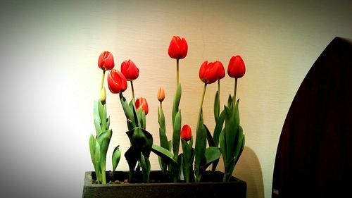 Close-up of red tulips in vase against wall