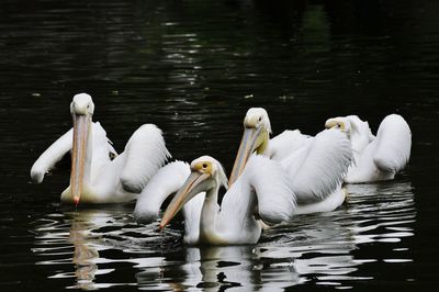 Pelicans swimming on lake