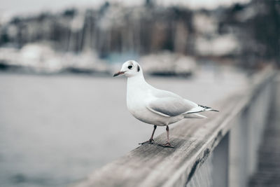 Seagull perching on railing against sea