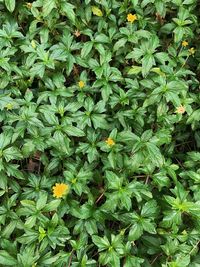 High angle view of flowering plants on field