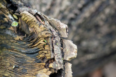 Close-up of a tree trunk