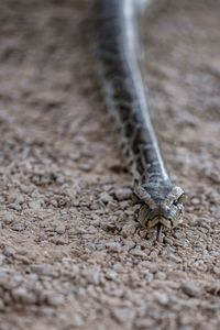 Close-up on viper