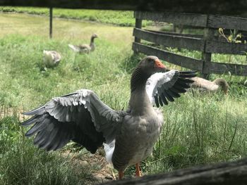 Ducks in a field