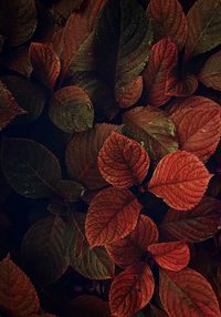 Full frame shot of leaves during autumn