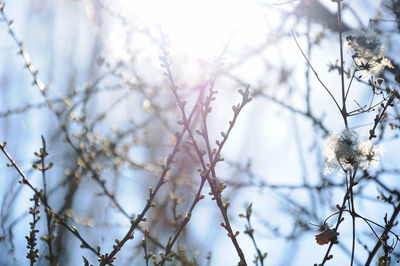 Low angle view of frozen flower tree during winter