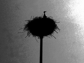 Low angle view of silhouette plant in nest against sky