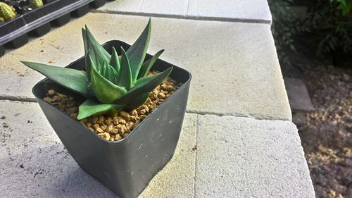 High angle view of potted plant