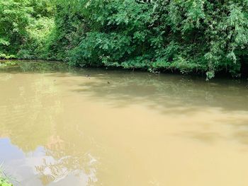 Scenic view of lake in forest