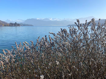 Scenic view of lake against clear blue sky
