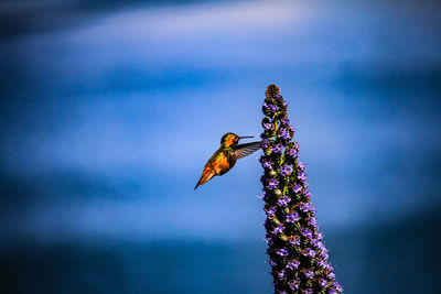 Close-up of butterfly on purple flower