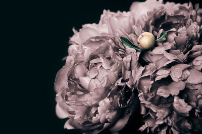 Close-up of fresh white rose flower against black background