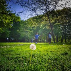 People on field against trees in park