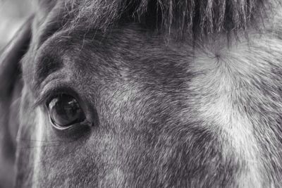 Extreme close up of horse