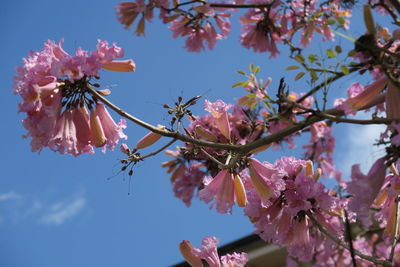 Close-up of pink cherry blossoms against sky