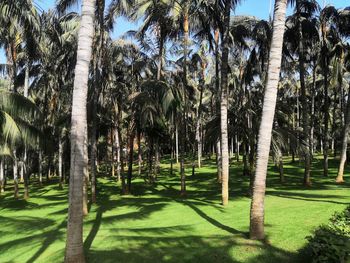 Trees in park