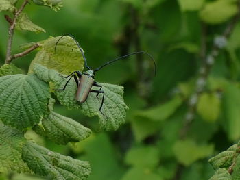 Close-up of ladybug on leaf