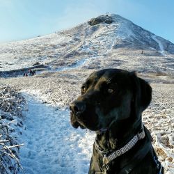 Dog on snow covered landscape