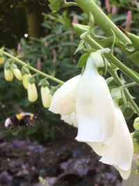 Close-up of white flower