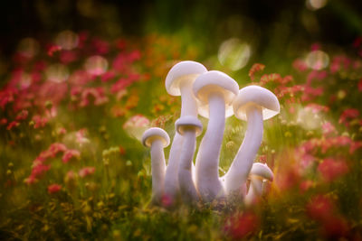 Close-up of white flower on field