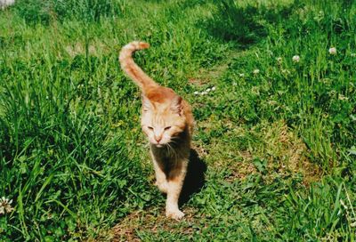 Cat on grass