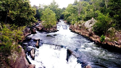 River flowing through forest