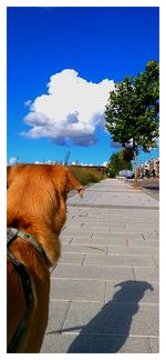 Dog standing on top of tree against blue sky