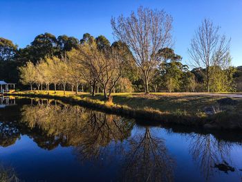 Reflection of trees in water