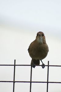 Low angle view of birds perching on tree